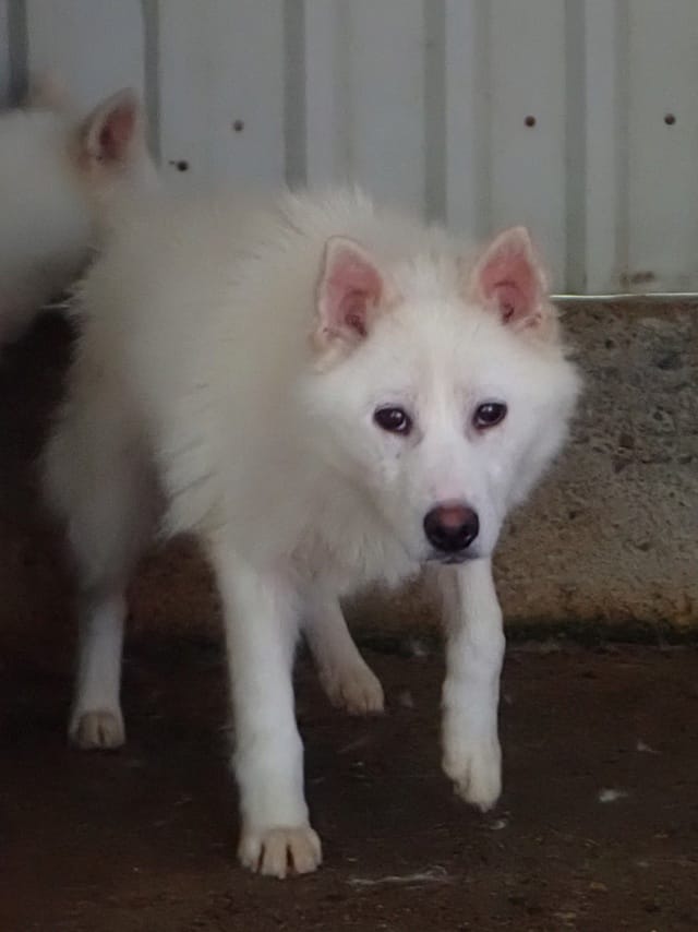 Perce Neige, chien à l'adoption