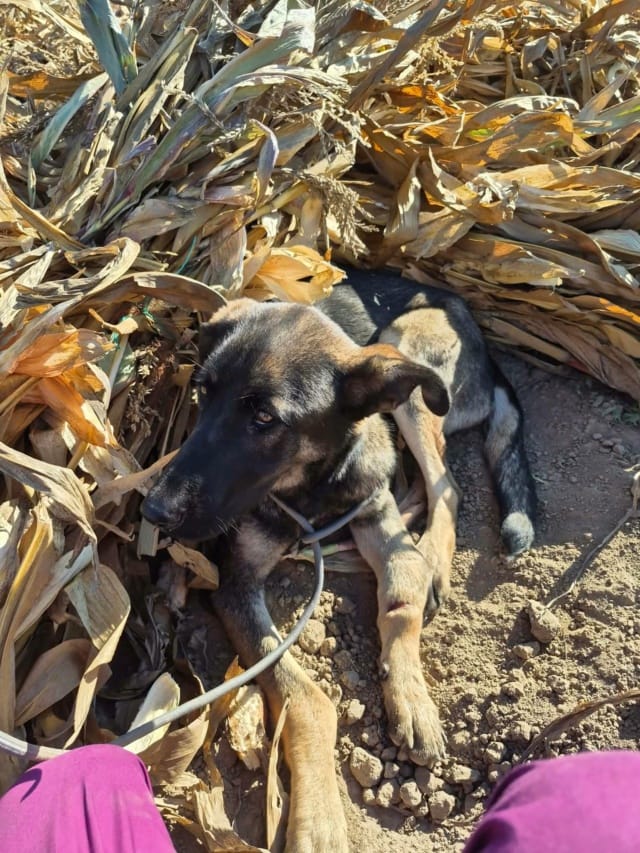 Petillia, chien à l'adoption