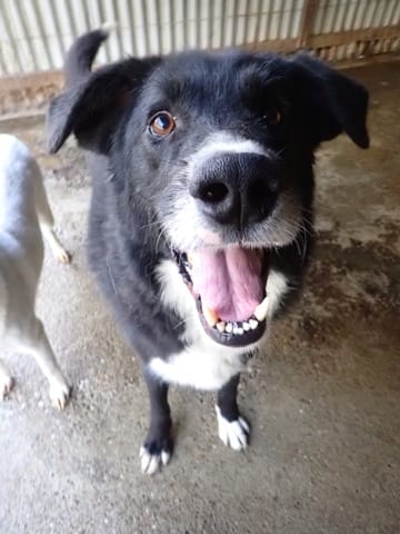 Philo, chien à l'adoption