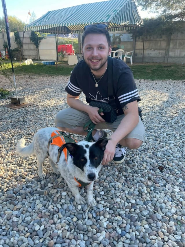 Phoebus, chien à l'adoption chez Remember Me France