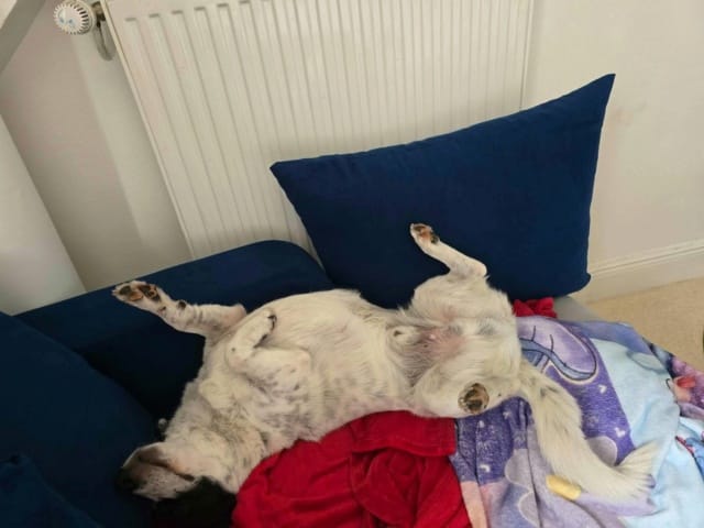 Phoebus, chien à l'adoption chez Remember Me France