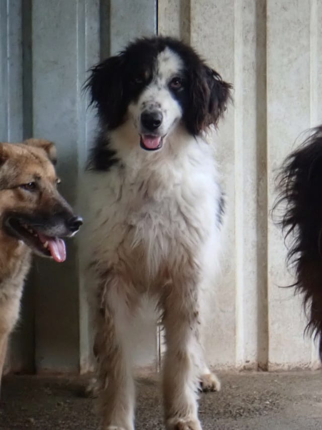 Pietra, chien à l'adoption