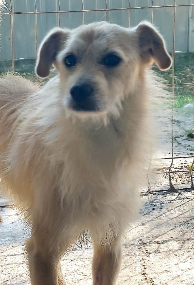 Pirate, rescue dog available for adoption