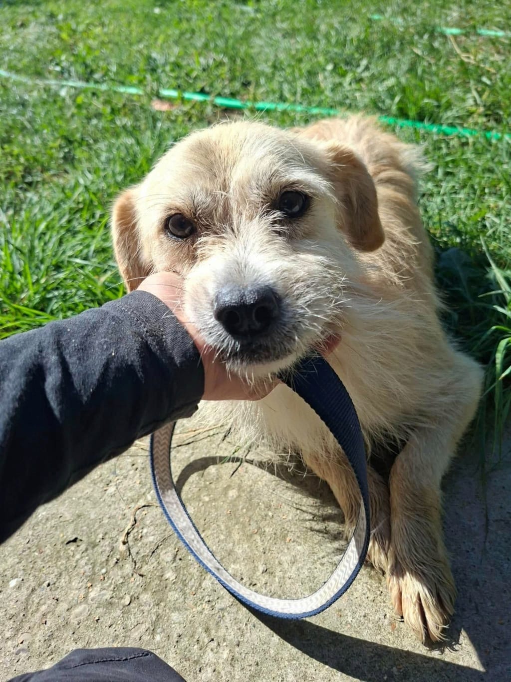 Pirate, chien à l'adoption chez Remember Me France