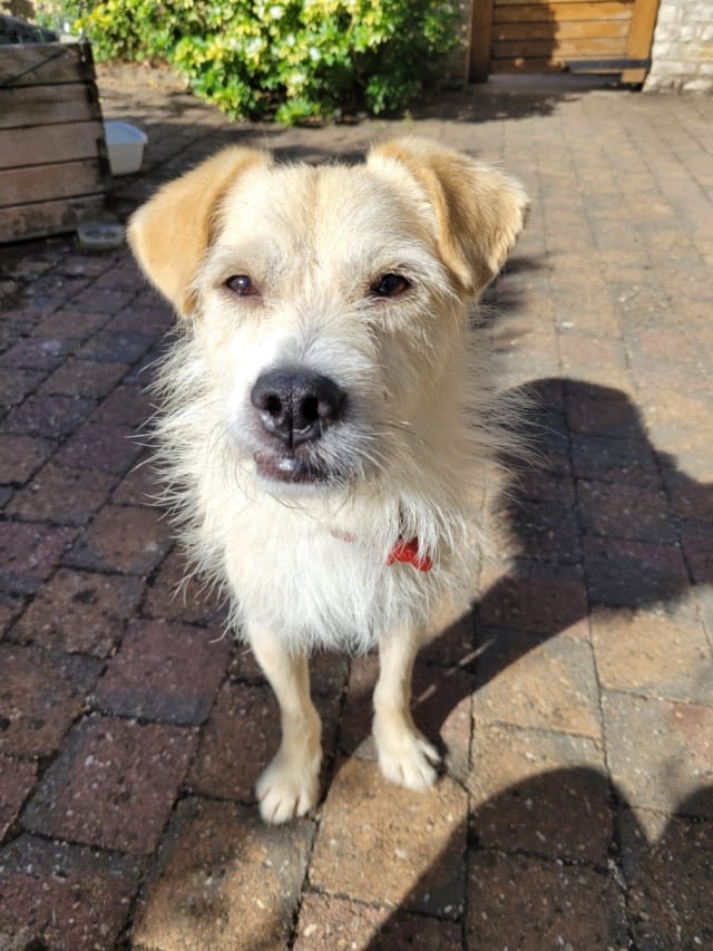 Pirate, chien à l'adoption chez Remember Me France