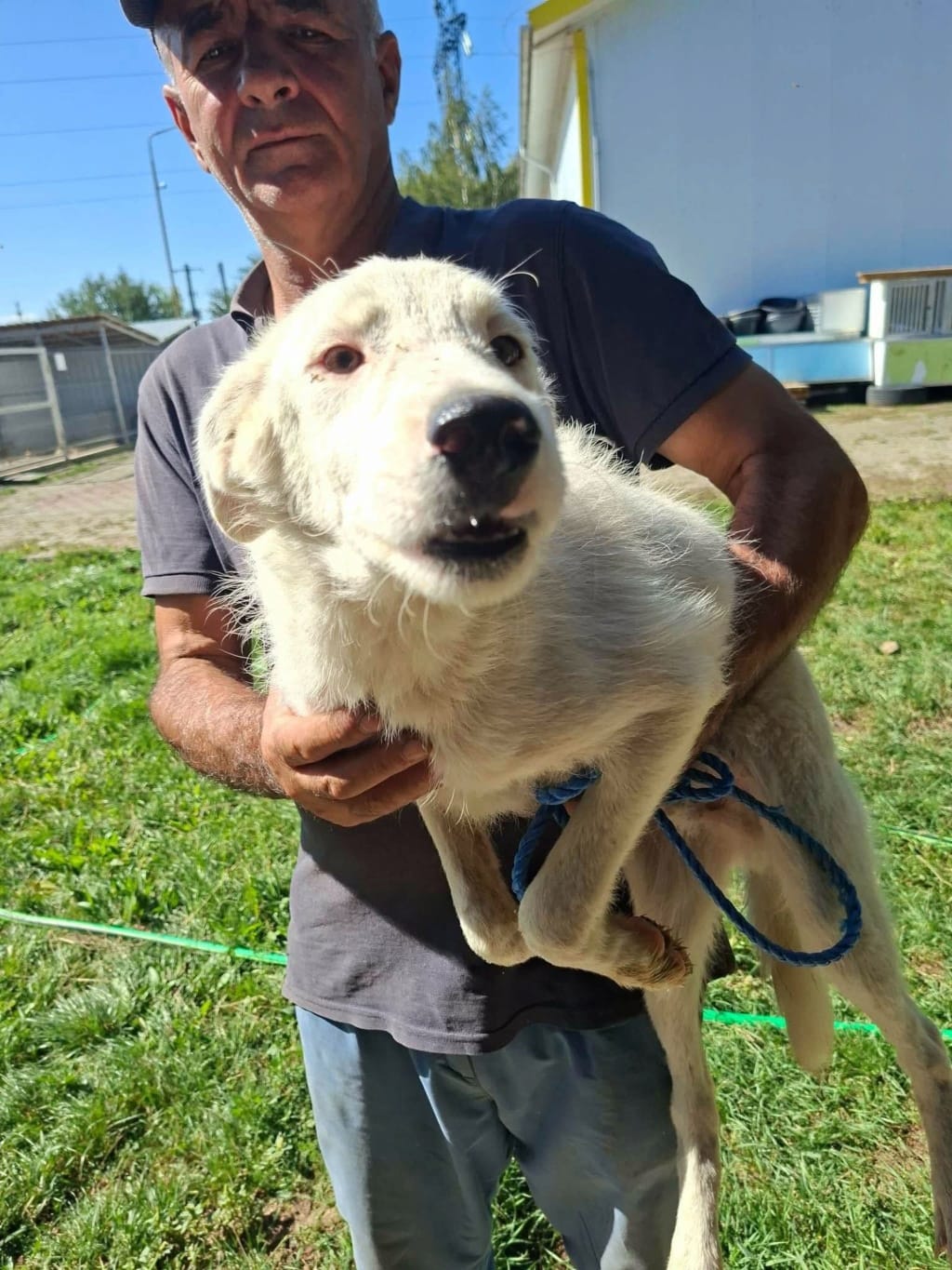 Pistou, dog for adoption at Remember Me France