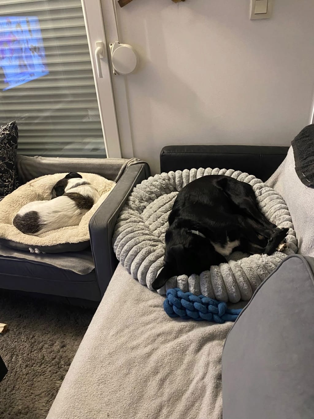 Plume, chien à l'adoption chez Remember Me France