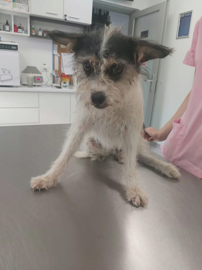 Plumette, chien à l'adoption