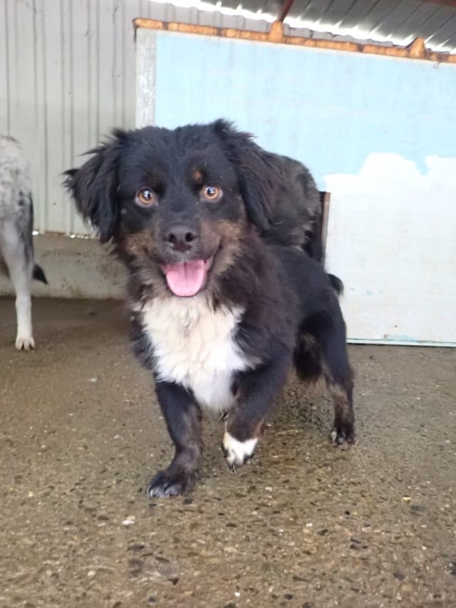 Pocus, chien à l'adoption