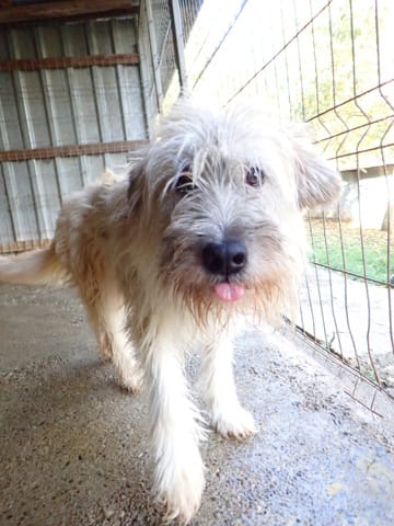 Pollux, chien à l'adoption chez Remember Me France