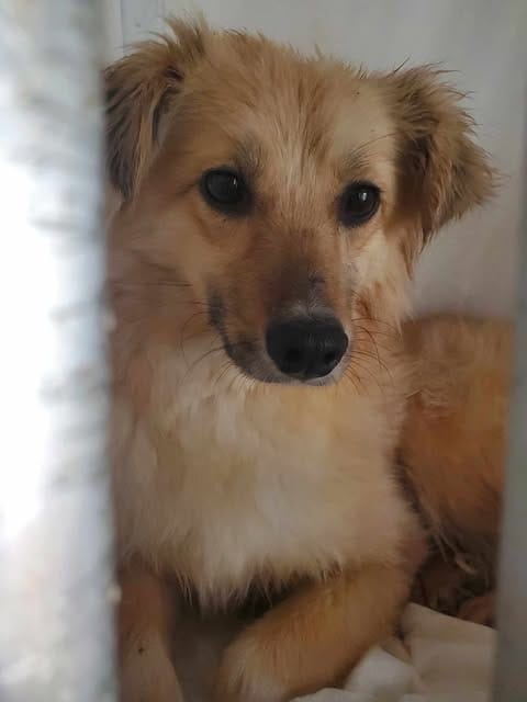 Polly, chien à l'adoption