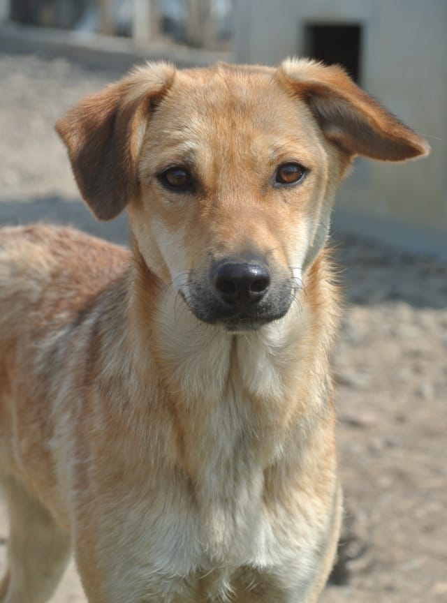 Pomme, chien à l'adoption