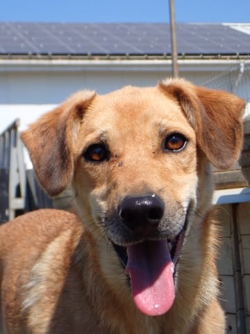 Pomme, chien à l'adoption chez Remember Me France