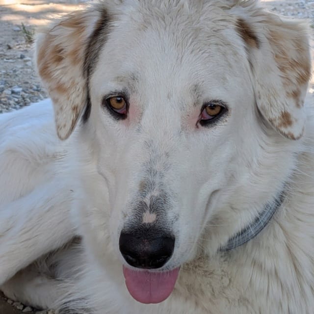 Pomme, chien à l'adoption chez Remember Me France
