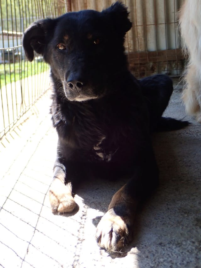 Popi, chien à l'adoption