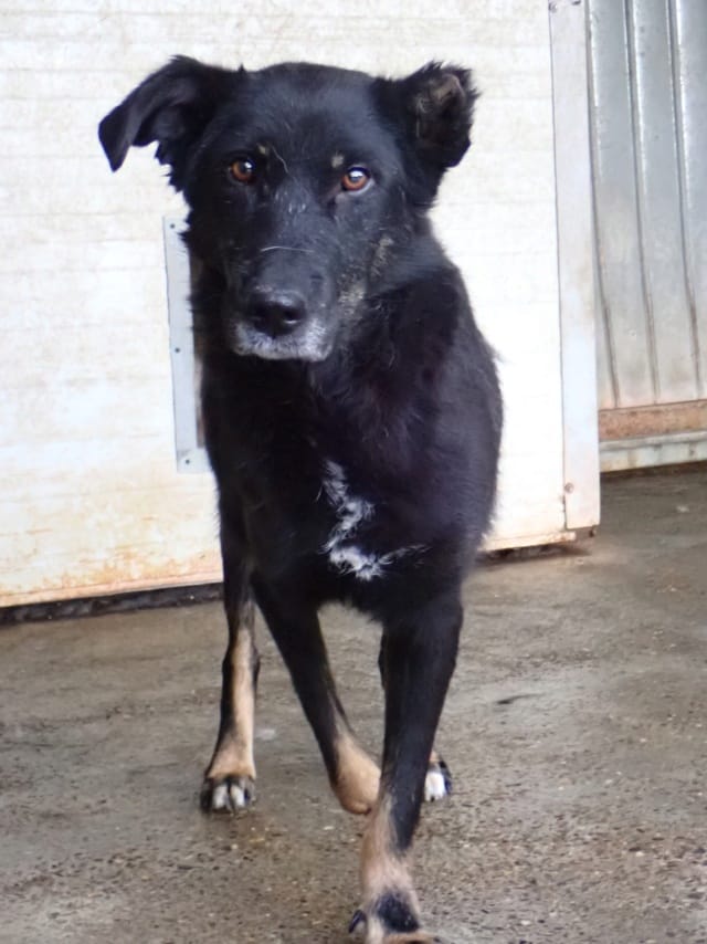 Popi, rescue dog available for adoption