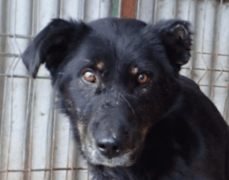 Popi, chien à l'adoption