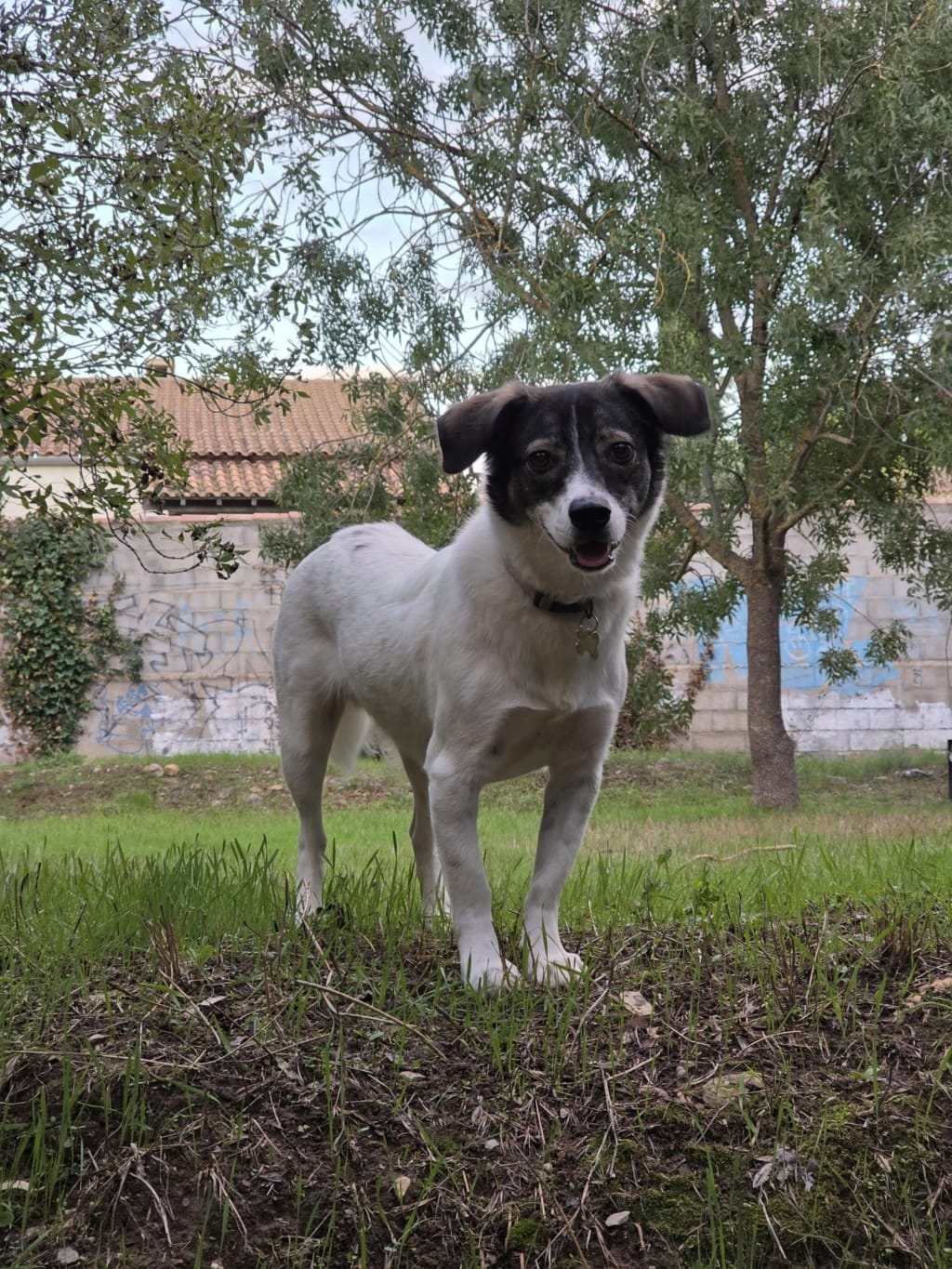 Poppy, chien à l'adoption chez Remember Me France