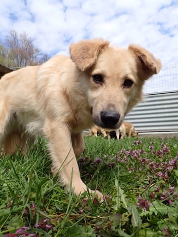 Popsy, chien à l'adoption