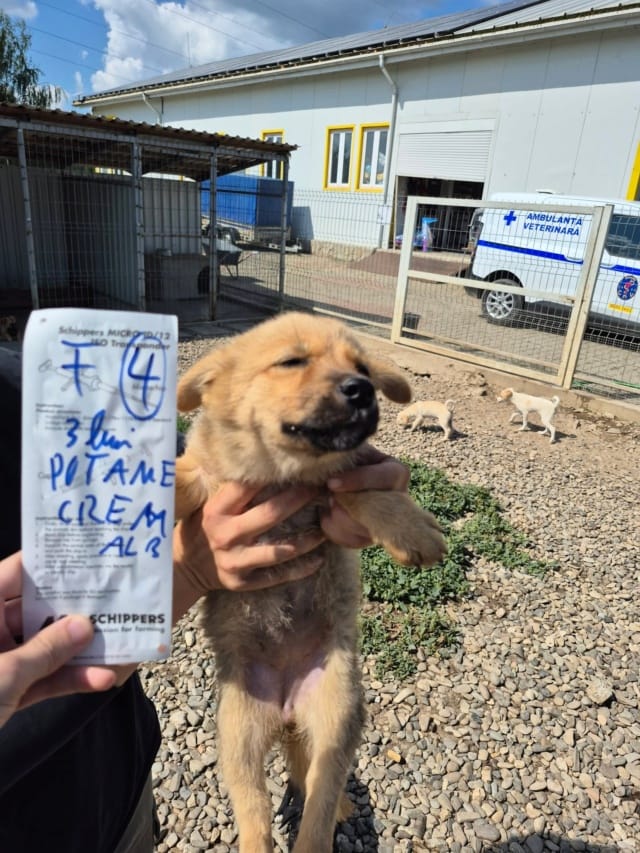 Potame, chien à l'adoption