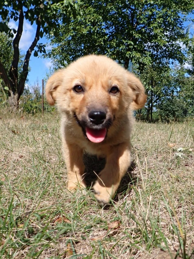 Potame, chien à l'adoption chez Remember Me France