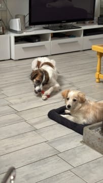 Poutchie, dog for adoption at Remember Me France
