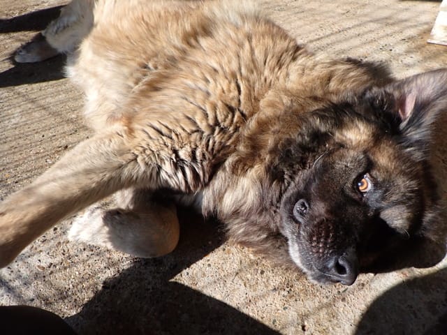 Preston, chien à l'adoption
