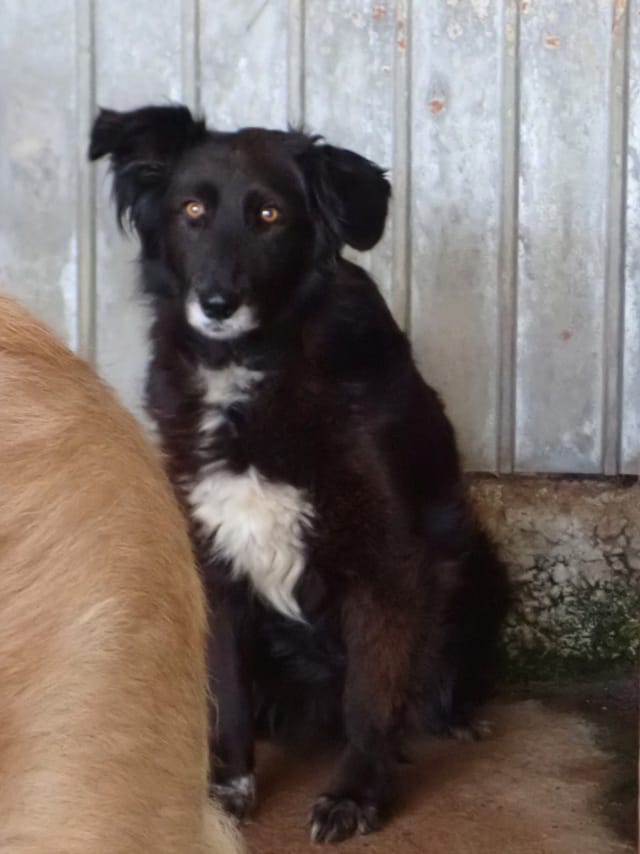 Priya, chien à l'adoption