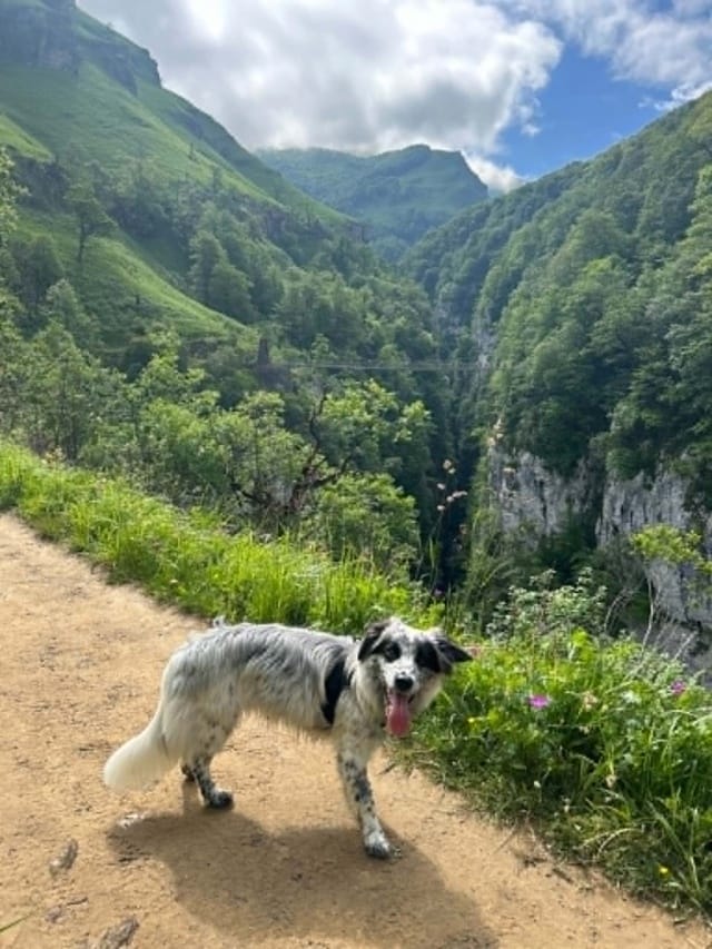 Racoon, dog for adoption at Remember Me France