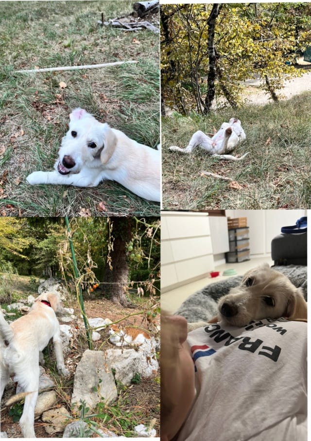 Radis, chien à l'adoption chez Remember Me France