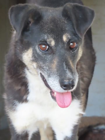Rajah, dog for adoption at Remember Me France