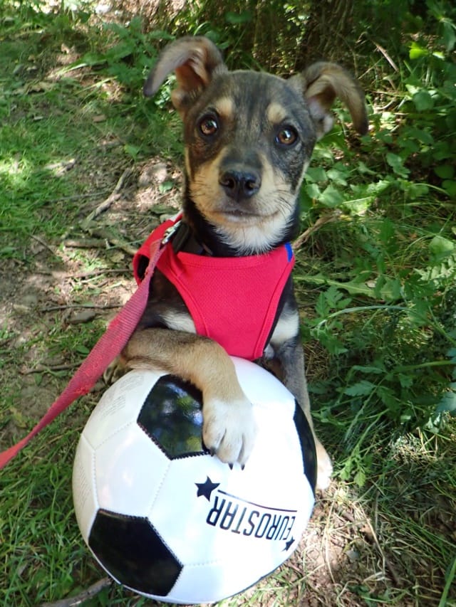 Raphinha, chien à l'adoption