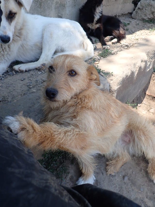 Ratcha, chien à l'adoption