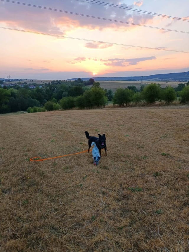 Raven, chien à l'adoption chez Remember Me France