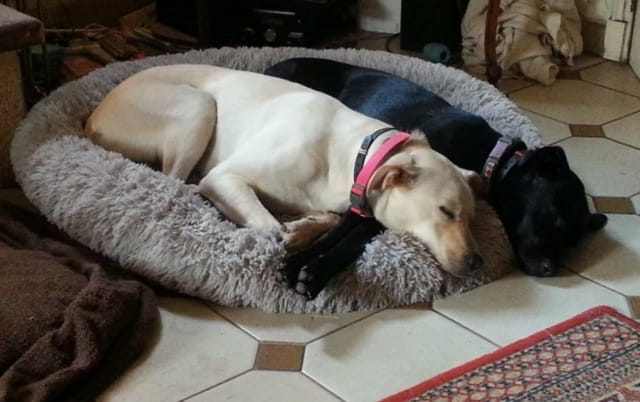 Raven, chien à l'adoption chez Remember Me France