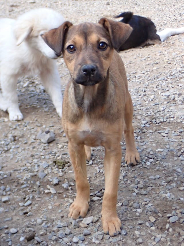 Ream, chien à l'adoption