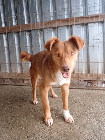 Reve, chien à l'adoption