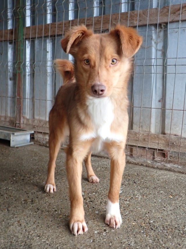 Reve, chien à l'adoption