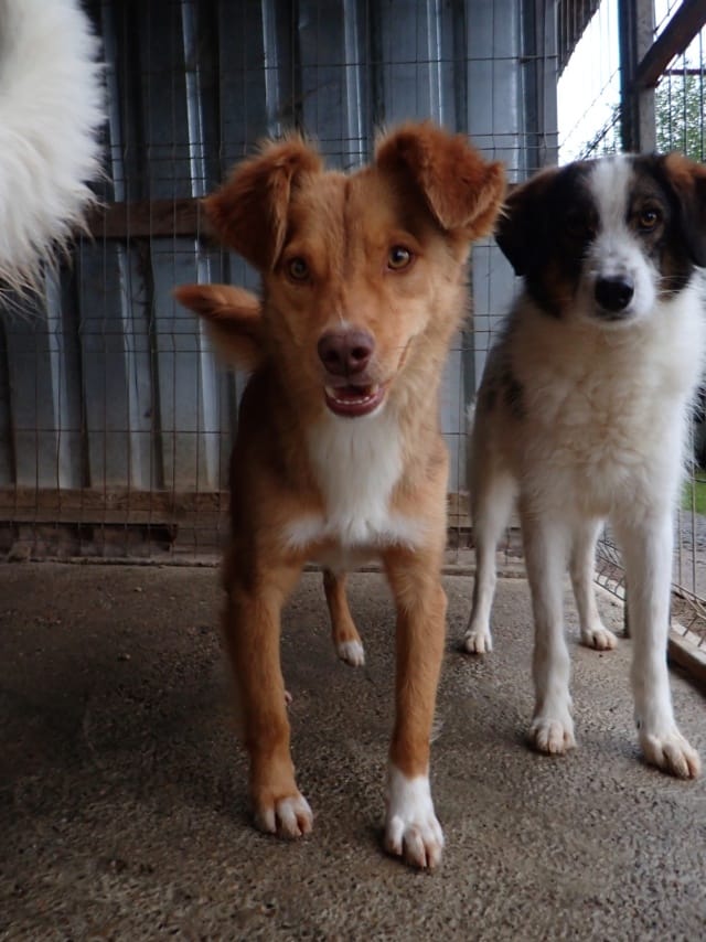 Reve, chien à l'adoption