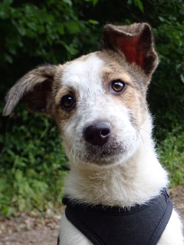 Rhea, dog for adoption at Remember Me France
