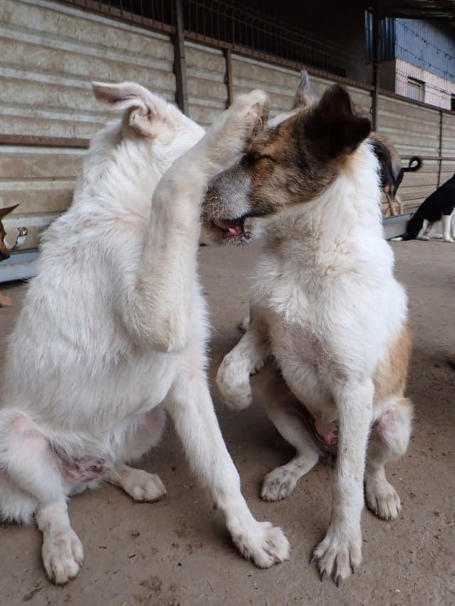 Rhea, chien à l'adoption