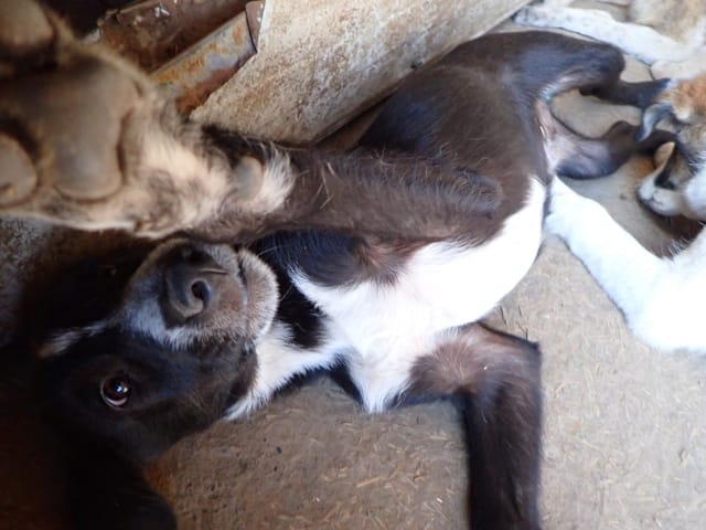 Rico, chien à l'adoption