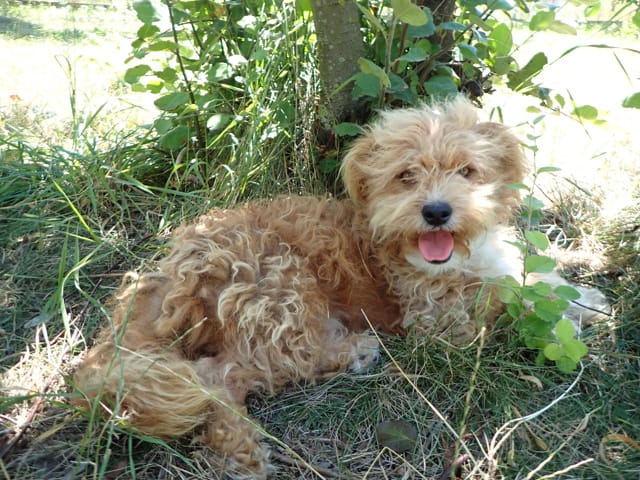 Risotto, chien à l'adoption