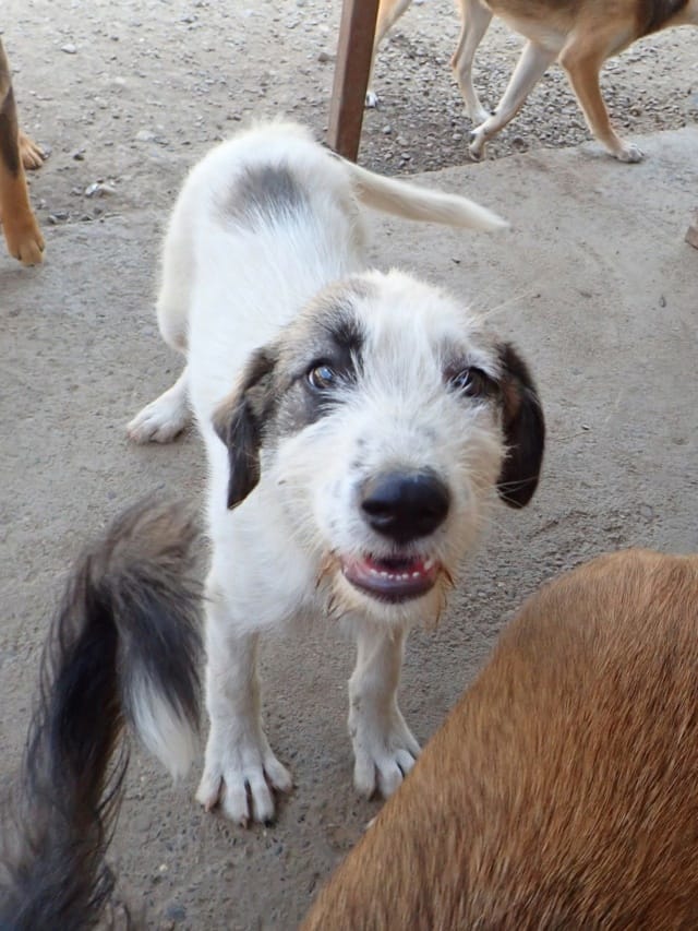 Riton, chien à l'adoption