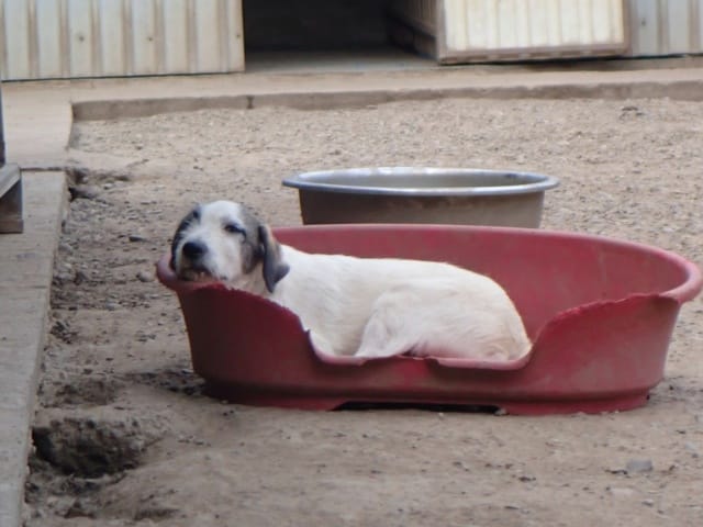 Riton, chien à l'adoption