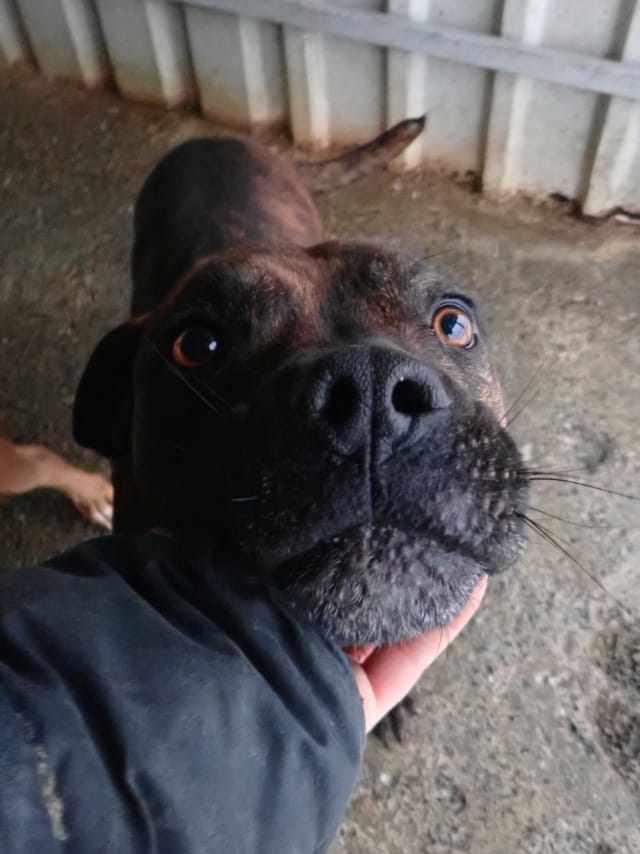 Rock, chien à l'adoption