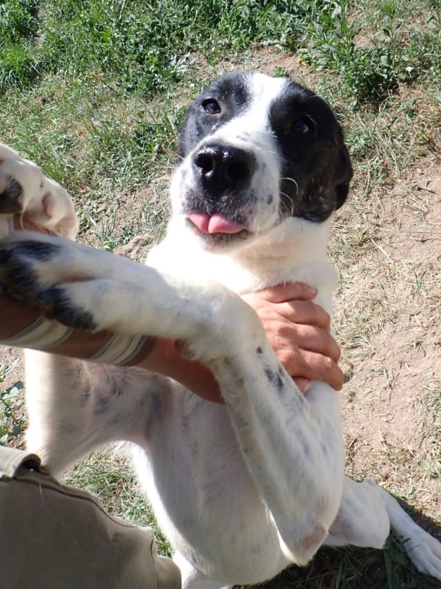 Rolly, chien à l'adoption