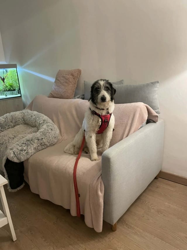Rose, chien à l'adoption chez Remember Me France
