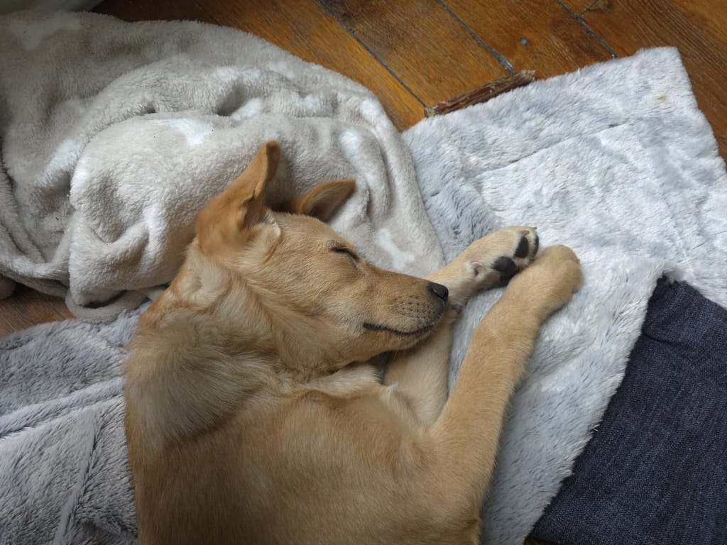 Roselia, chien à l'adoption chez Remember Me France