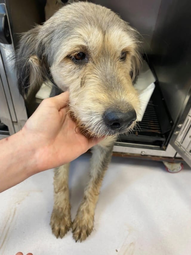 Roxalya, rescue dog available for adoption